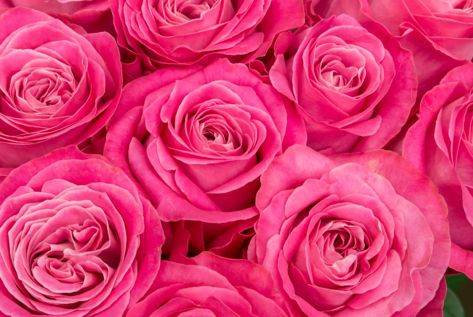 大きなピンクのバラ
