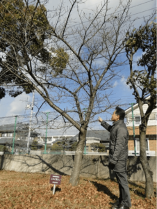 奈良女子大学附属中等教育学校にあるソメイヨシノの開花標本木（中央）