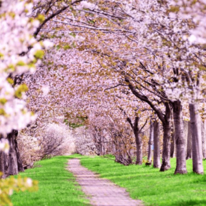 奈良の桜開花宣言の基準となる標本木がある奈良女子大学付属中等教育学校