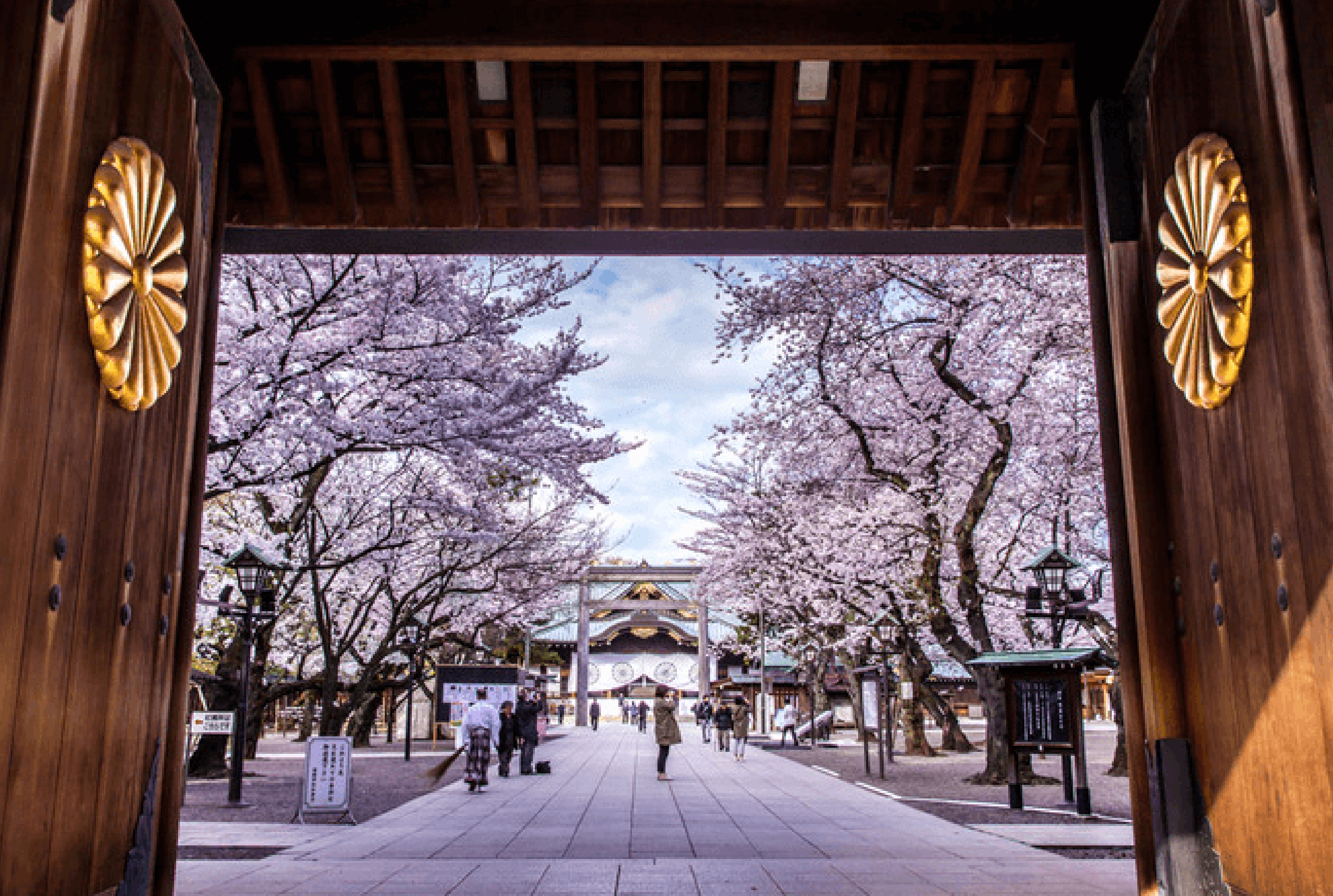 東京の桜開花宣言の基準となる標本木がある靖国神社