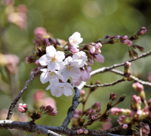 標本木の桜５〜６輪花が咲いて開花宣言