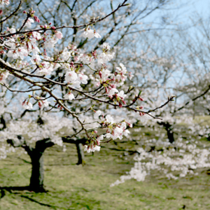 福岡県の桜の開花宣言や見頃となる満開宣言の時期はいつ？標本木の場所はどこ？アクセス方法を紹介！