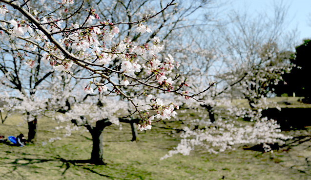 福岡県の桜の開花宣言や見頃となる満開宣言の時期はいつ？標本木の場所はどこ？アクセス方法を紹介！