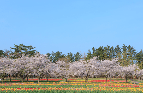 長崎県の桜の開花宣言や見頃となる満開宣言の時期はいつ？標本木の場所はどこ？アクセス方法を紹介！