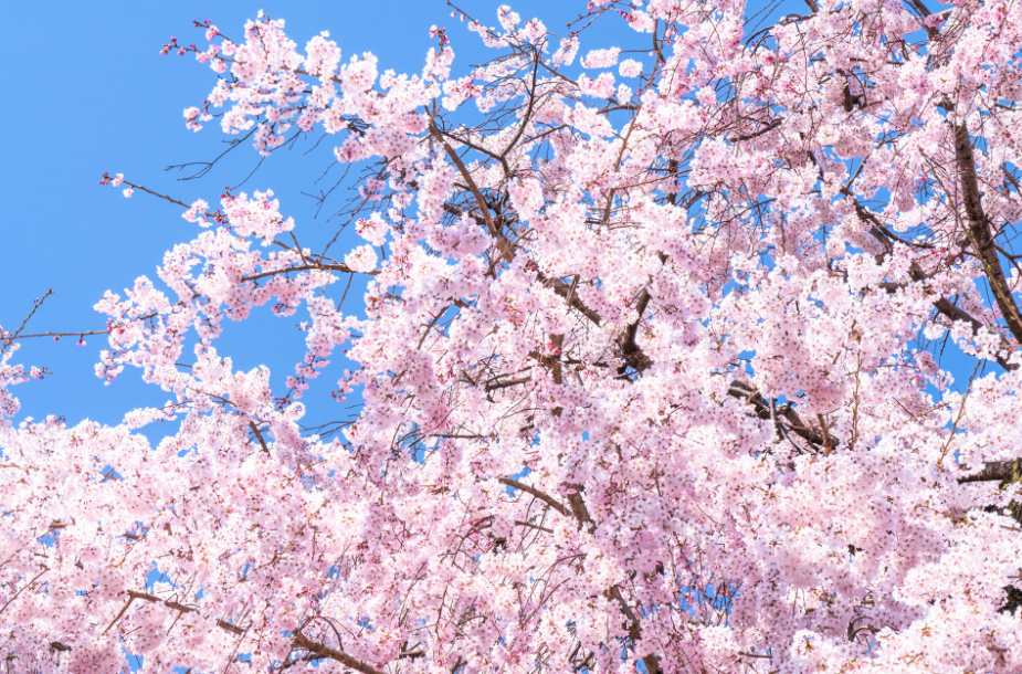桜の開花宣言の基準となる標本木とは 標本木の選び方や開花宣言の基準はなに 誰が標本木を選んでいるの Monjiroblog