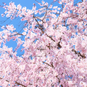 桜の開花宣言の基準となる標本木とは？標本木の選び方や開花宣言の基準はなに？誰が標本木を選んでいるの？