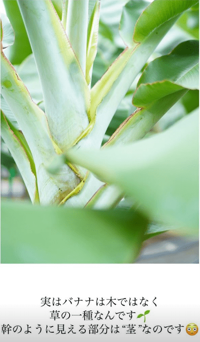 実はバナナは木ではなく草の一種なんです。幹のように見える部分は茎なのです・946FARMS(クシロファームズ)の946BANANA(クシロバナナ)の成長の記録